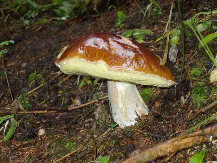  Image name: 269 Porcino.jpg 
 width: 700 pixel 
 height: 525 pixel 
 Size: 32406 bytes 
 Click to enlarge 